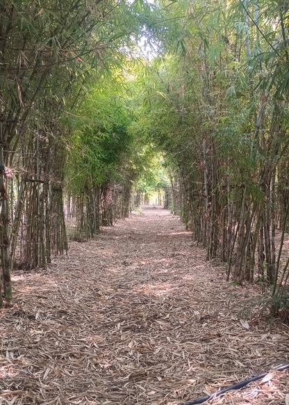 Avenue of bamboo in a plantation