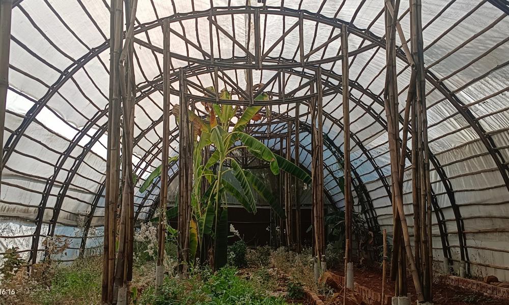 Bamboo greenhouse arches